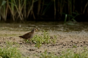 Spotted crake